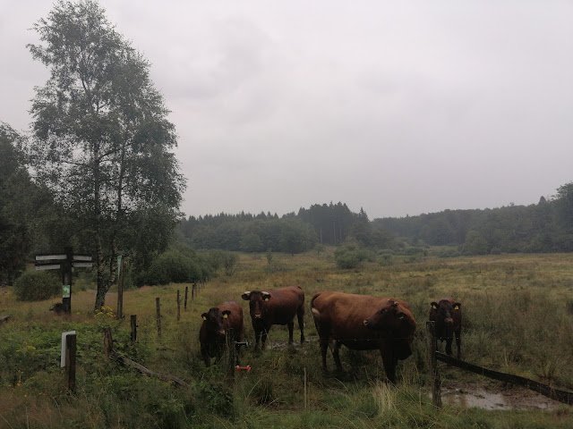 Sauerland wandern Wetter blog Schmallenberger Rundweg Hunau X25 Hunauweg X14 Astenweg