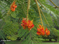 Colville's flowers - Ho'omaluhia Botanical Garden, Kaneohe, HI