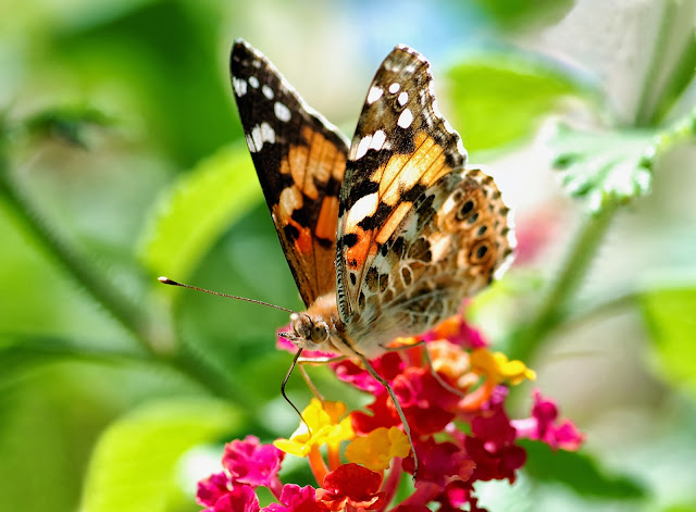 Butterfly Wallpapers Free Download