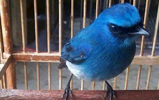 makanan burung selendang biru jantan