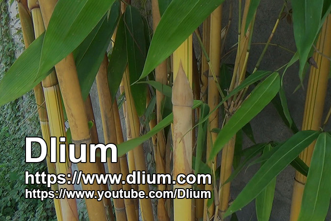 Dlium Sacred golden bamboo (Schizostachyum gracile)