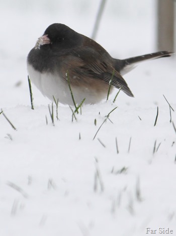 Fat bird in the snow
