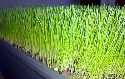 Container grass after cutting