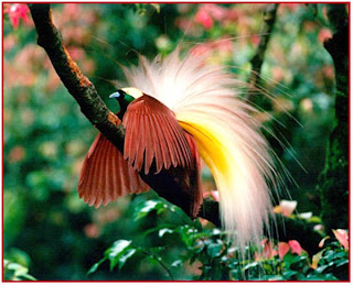 bird of paradise