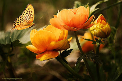 wish-u-a-very-beautiful-morning-with-flowers-butterfly