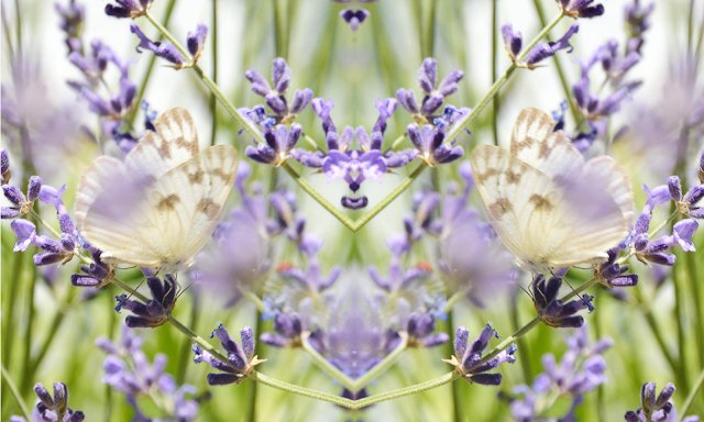 lavender photograph butterfly abstract surreal pictures