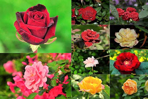 Rosas de colores  para el Día de las Madres VIII (10 fotos)