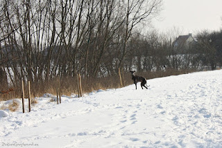 Italian Greyhounds winter