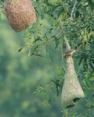 Baya Weaver (Ploceus philippinus)