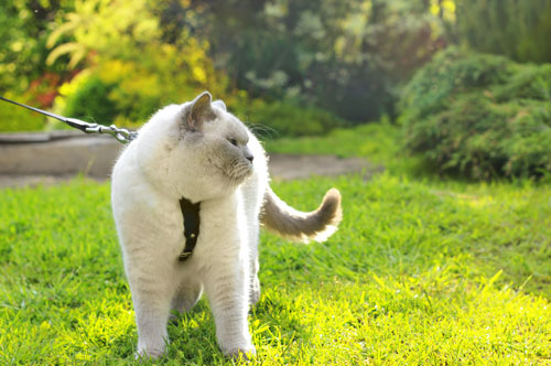 cat on harness and leash