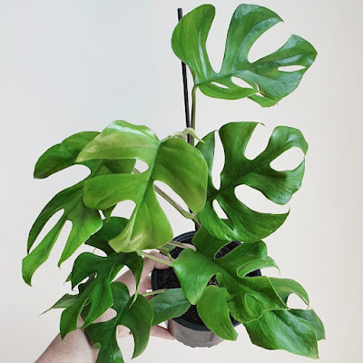 A monstera mínima é uma planta trepadeira fácil de cuidar, conhecida por ser uma miniatura da monstera deliciosa.