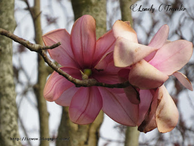 Campbell's magnolia - Magnolia campbellii