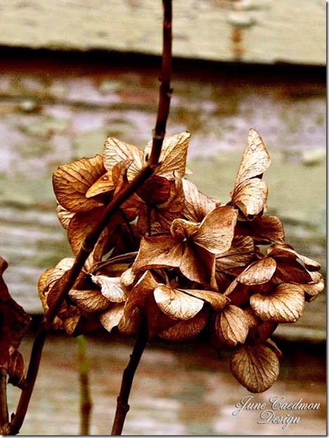 Dead_flowers_kk_gift