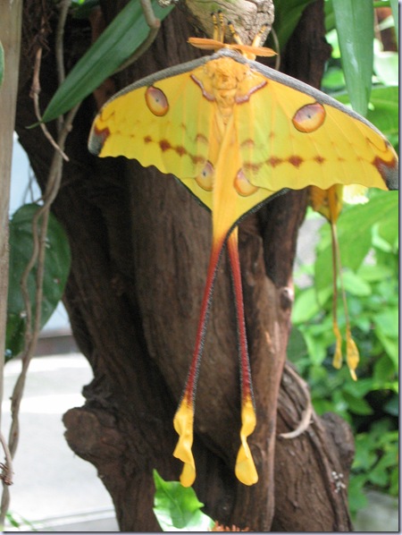 Farfalle 073