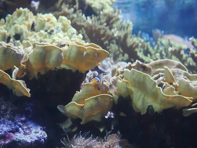 jiemve, le temps d'une pose, Gênes, Genova, aquarium,