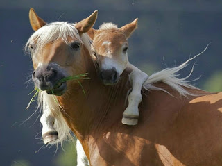 Funny Animals Hug