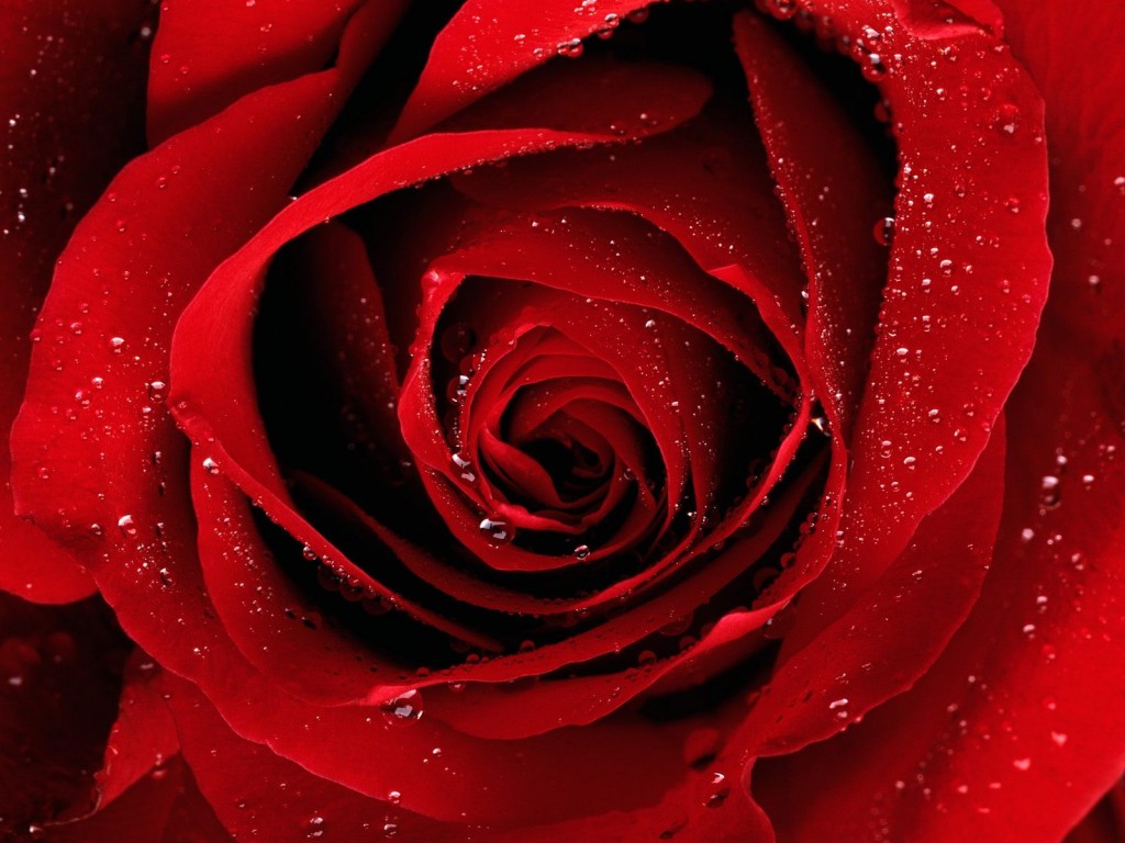 Imagenes De Amor Con Rosas - Imágenes de Rosas de Amor Imágenes de Amor