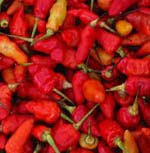 Tiny red chilies cabe rawit merah