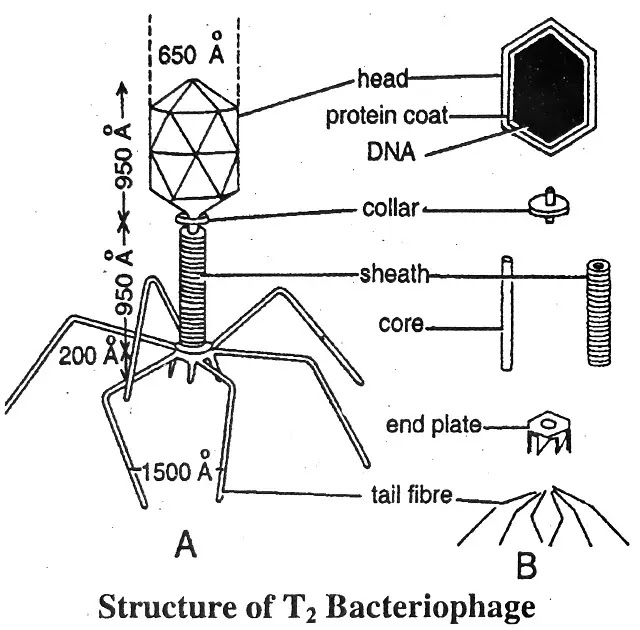 Bacteriophage : Definition, structure