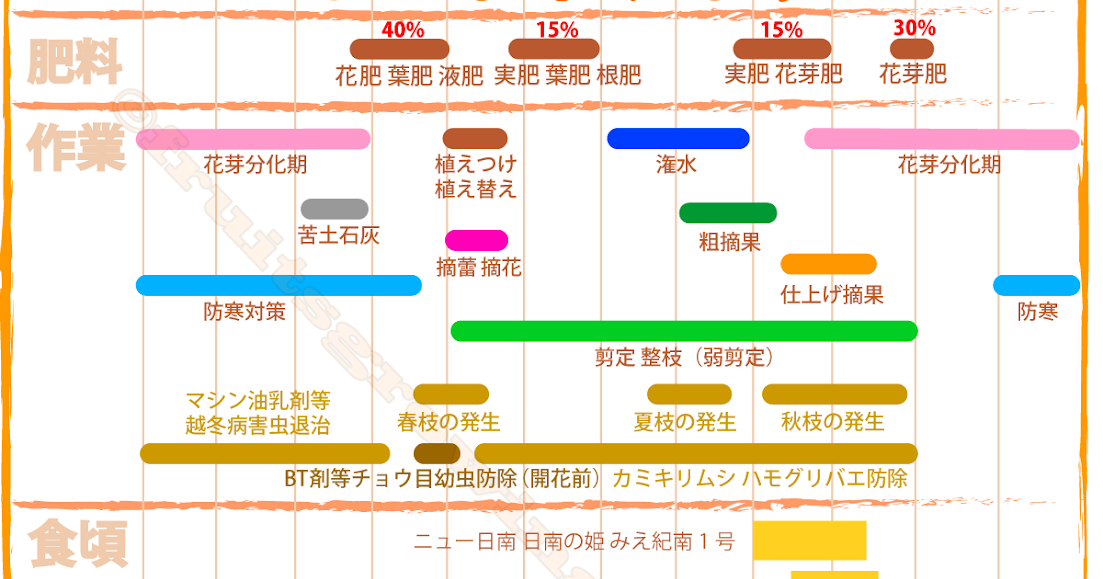 半年収穫できるミカンの育て方 おいしい鉢植え果樹の栽培育て方 自宅を果樹園に