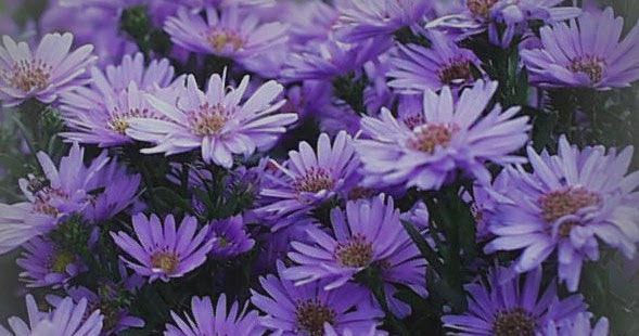 一块房间 紫苑花