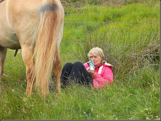 cheviots 2011 nic