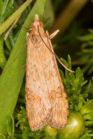 Rush Veneer, Nomophila noctuella.  Hayes Street Farm, 25 June 2016.