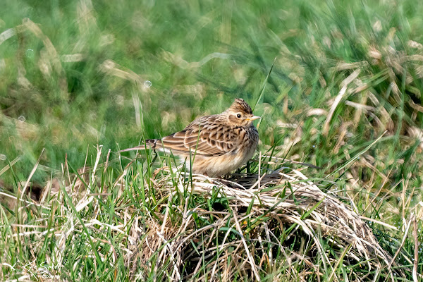 Skylark