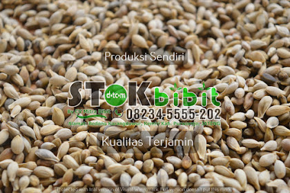 Kurma (pohon)                                       lagu pohon kurma