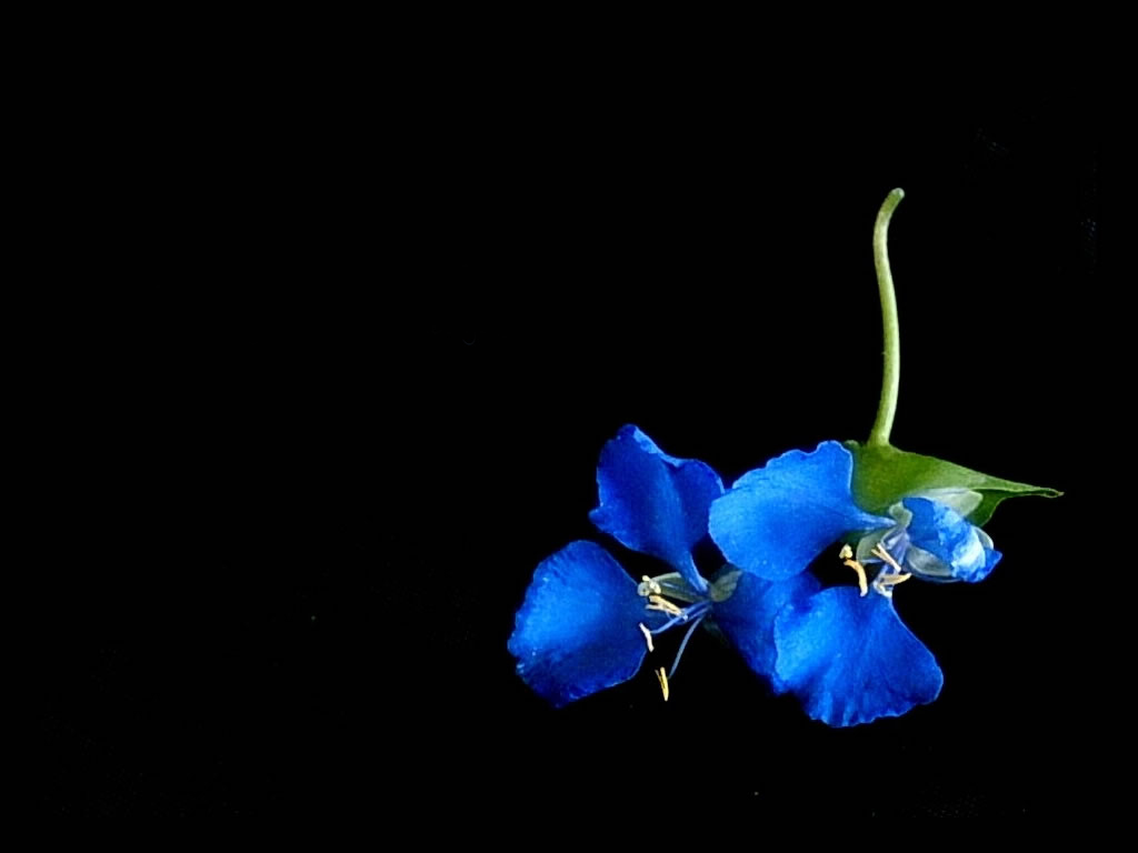 Blue Flower Wallpaper