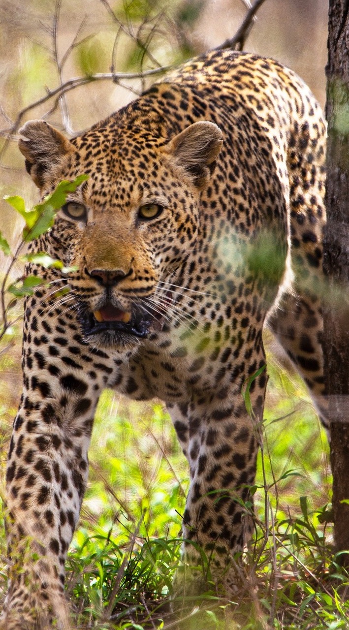 Leopard on the prowl.