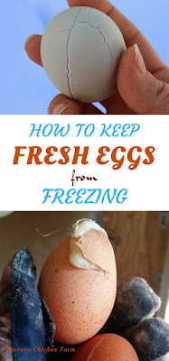 Chicken eggs | freezing