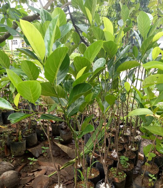 pohon cempedak melayani proyek penghijauan Semarang