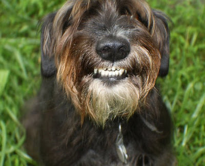 Awkward Dog Smiles Seen On www.coolpicturegallery.us