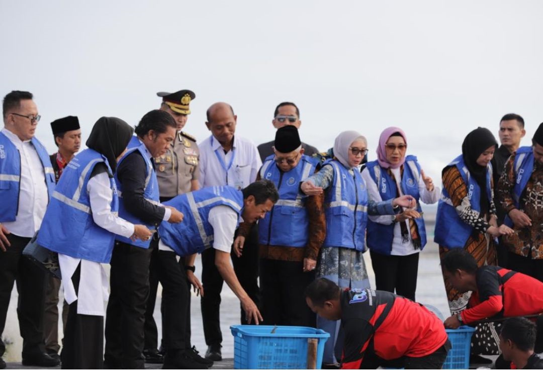 Wapres Ma'ruf Amin Panen 249 Ton Udang Vaname di Kebumen: Jadi Momentum Kebangkitan Perikanan Indonesia