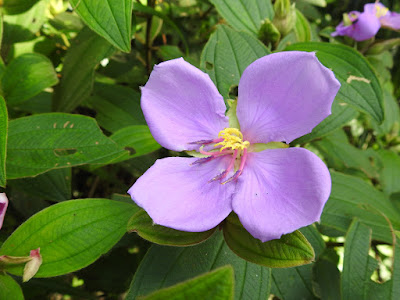 野牡丹的花