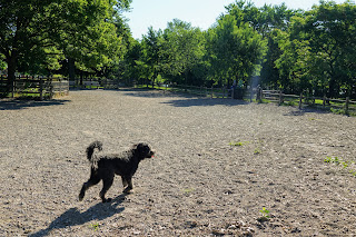 Off-leash Dog Park in Sunnyside Park