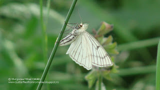 Siona lineata female laying eggs DSC111466