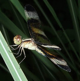 Dragonfly Picture