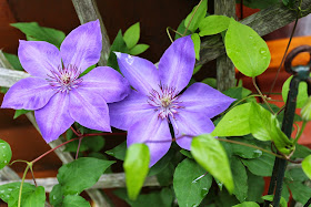 Purple flowers and rain... Living from Glory to Glory Blog