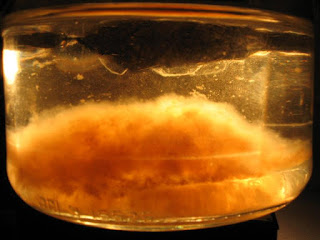 Spore print to liquid culture/spawn