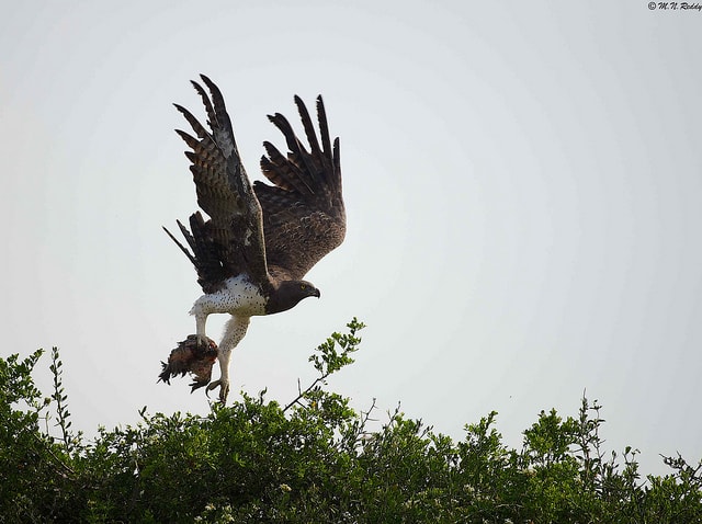  African Martial Eagle