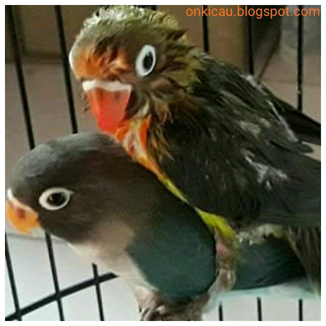 gambar burung lovebird kawin