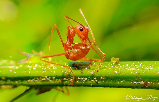 Hasil-Jepratan-Foto-Kamera-Zenfone-2Laser-Dengan-Aplikasi-Snapseed