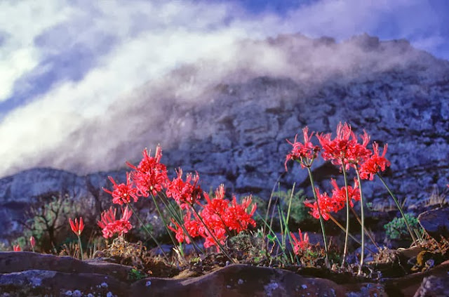 Nerine sarniensis in red flower growing wild on a mountain side