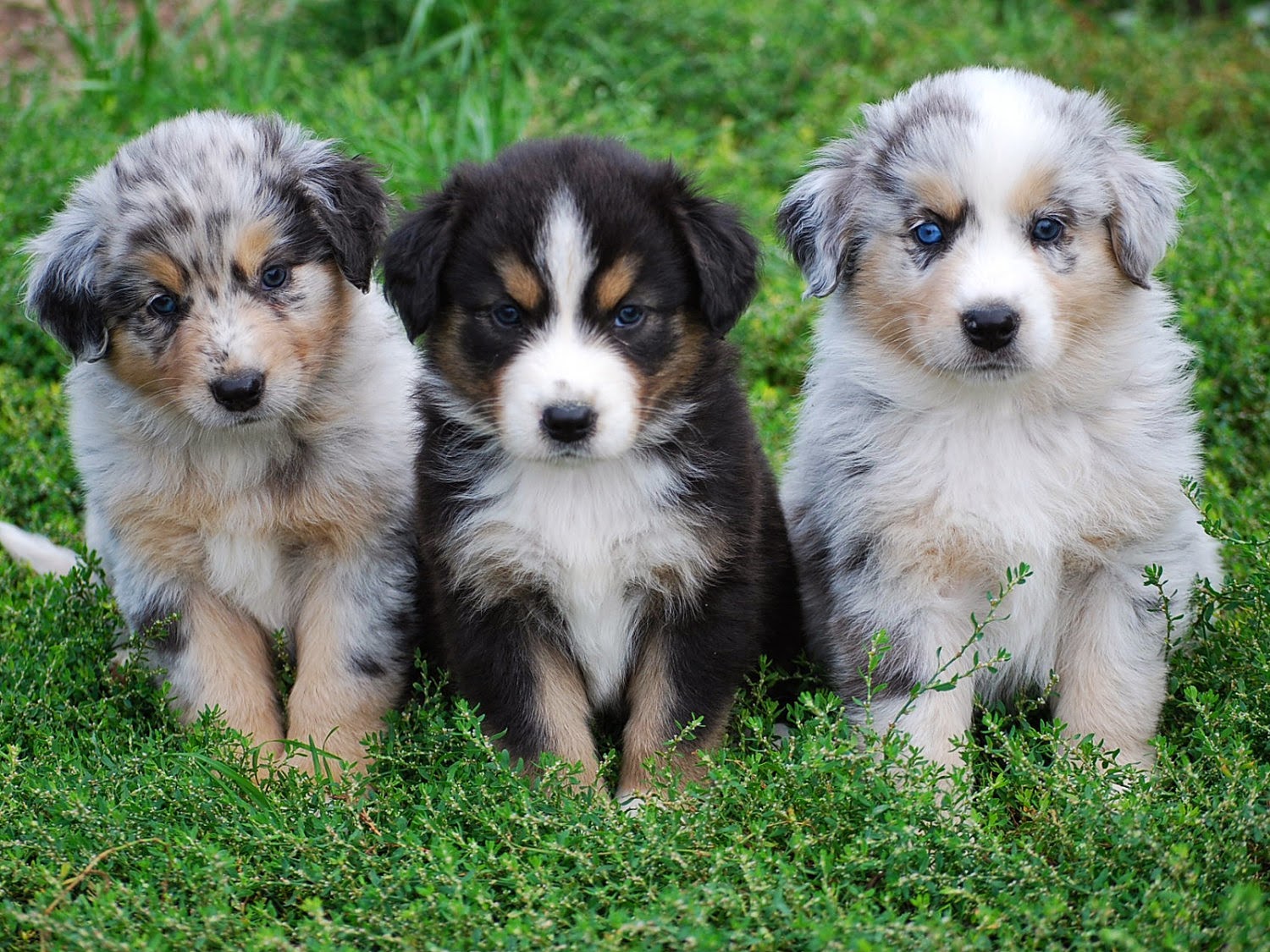 Too Cute Australian Shepherd Puppies Pictures Of Animals 2016