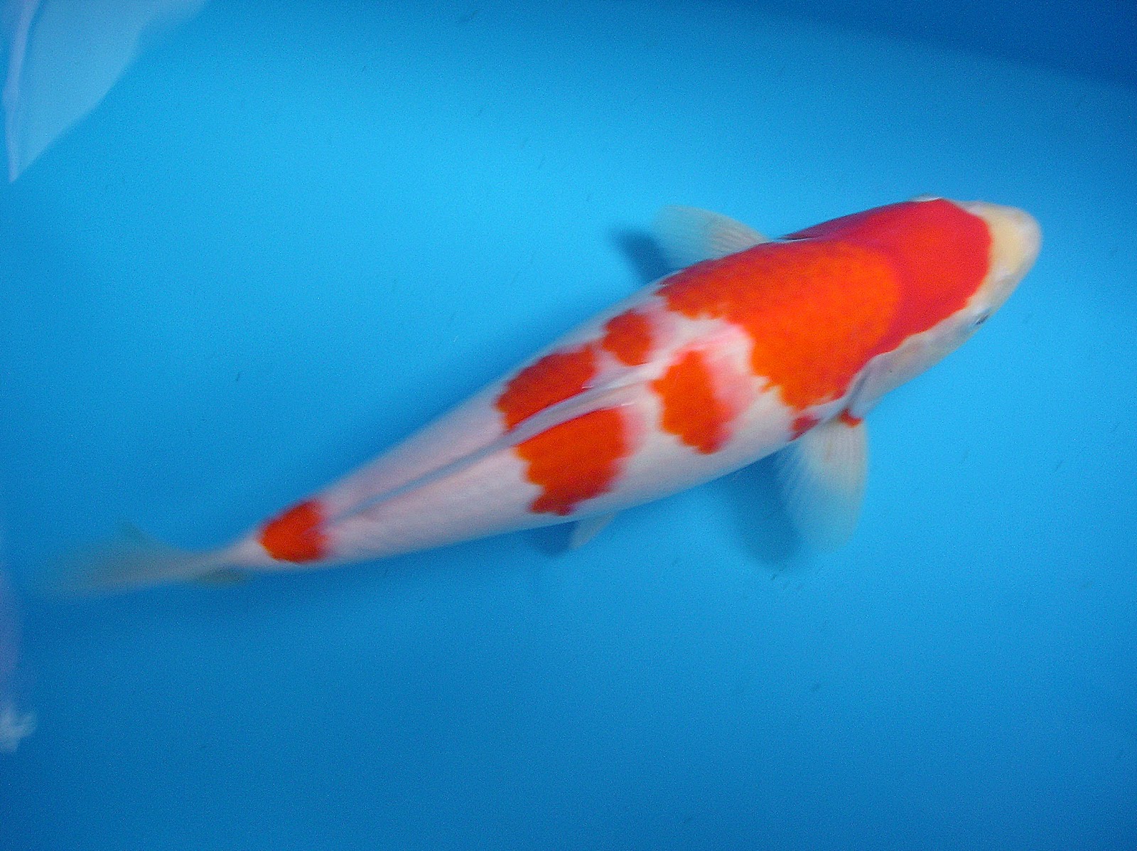 ZENKOI MARKETING : IMPORTED JAPANESE CARP(Koi Fish)