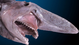 Types of Sharks That Are The Strangest