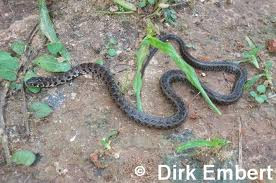 serpientes argentinas Culebra trepadora yungueña Philodryas varius