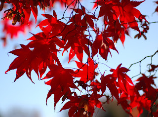 Japanese Maple